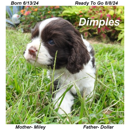 puppy, for, sale, Cocker Spaniel, Joe & Cherri  Overlease, dog, breeder, Miller, MO, dog-breeder, puppy-for-sale, forsale, nearby, find, puppyfind, locator, puppylocator, aca